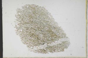 Plane Polarized, S11089