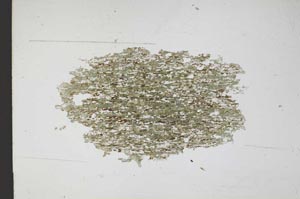 Plane Polarized, S11090