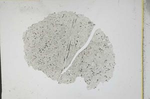 Plane Polarized, S11091