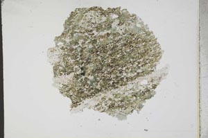 Plane Polarized, S11092