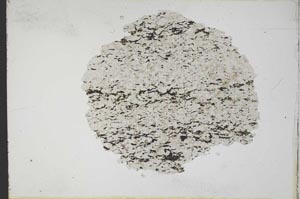 Plane Polarized, S11093