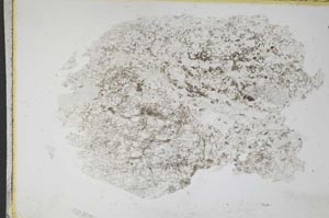 Plane Polarized, S11096