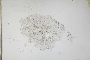 Plane Polarized, S11101