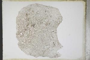 Plane Polarized, S11102
