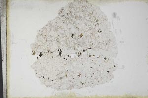 Plane Polarized, S11106