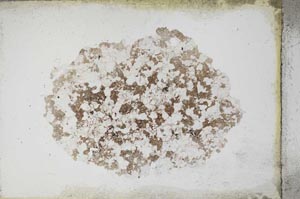 Plane Polarized, S11109