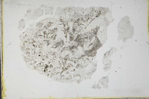 Plane Polarized, S11111