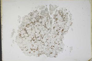 Plane Polarized, S11112