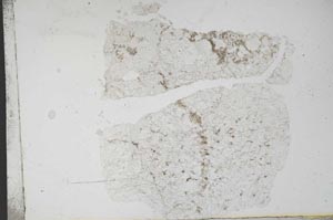 Plane Polarized, S11115