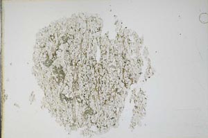 Plane Polarized, S11119