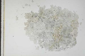 Plane Polarized, S11126