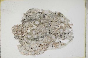 Plane Polarized, S11128/B