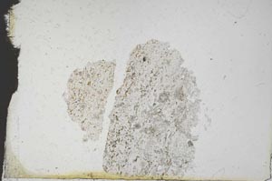 Plane Polarized, S11129