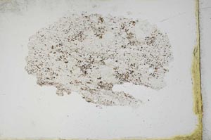 Plane Polarized, S11131