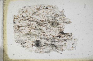Plane Polarized, S11139