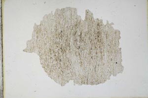 Plane Polarized, S11142