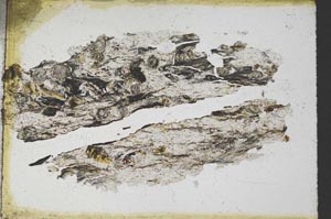 Plane Polarized, S11143
