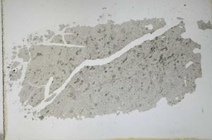 Plane Polarized, S11148