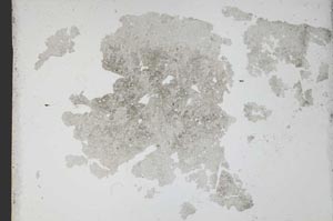 Plane Polarized, S11149