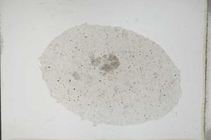 Plane Polarized, S11162