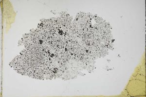 Plane Polarized, S11175