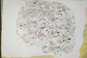 Plane Polarized, S11182