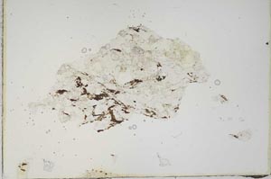 Plane Polarized, S11185