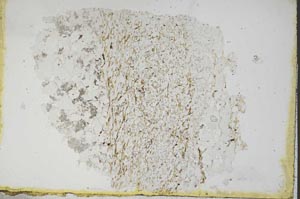 Plane Polarized, S11186