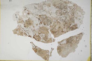 Plane Polarized, S11187