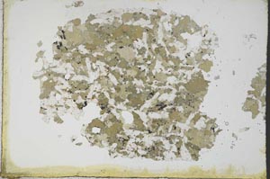 Plane Polarized, S11189