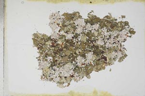 Plane Polarized, S11190