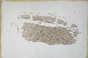 Plane Polarized, S11192