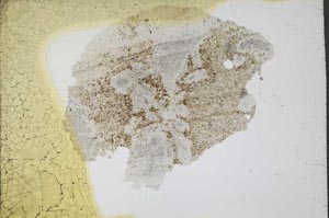 Plane Polarized, S11209