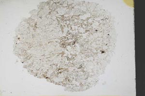 Plane Polarized, S11218