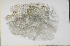 Plane Polarized, S11220