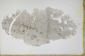 Plane Polarized, S11222