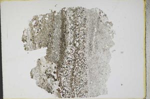 Plane Polarized, S11225