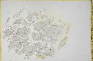 Plane Polarized, S11228/A