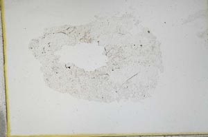 Plane Polarized, S11230/A