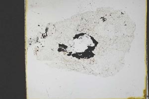 Plane Polarized, S11230/B