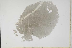 Plane Polarized, S11239