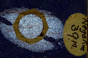 Cross Polarized, S11259