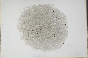 Plane Polarized, S11270