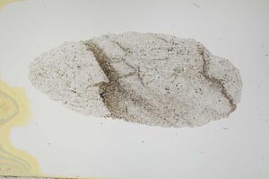 Plane Polarized, S1598