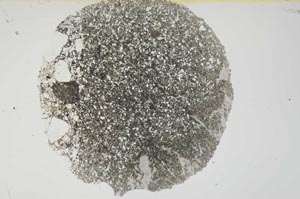 Plane Polarized, S1604