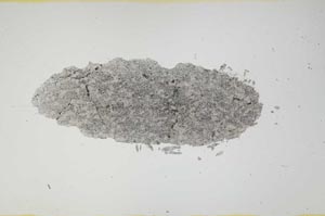 Plane Polarized, S1607