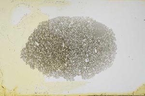 Plane Polarized, S1618