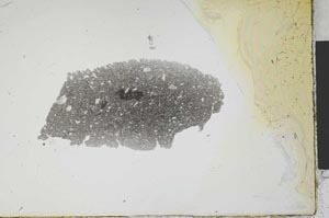 Plane Polarized, S1624