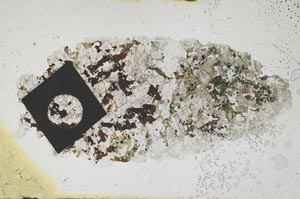 Plane Polarized, S1634