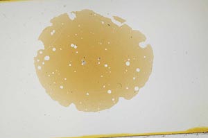 Plane Polarized, S1636